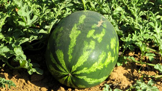 Food vegetable cyprus
