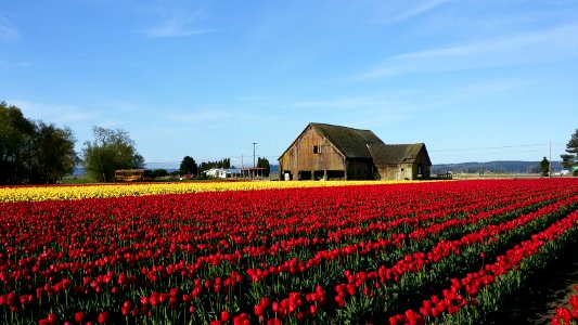 Hut, Flowers, Festival