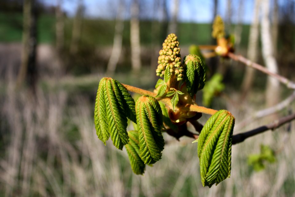 Spring, Tree