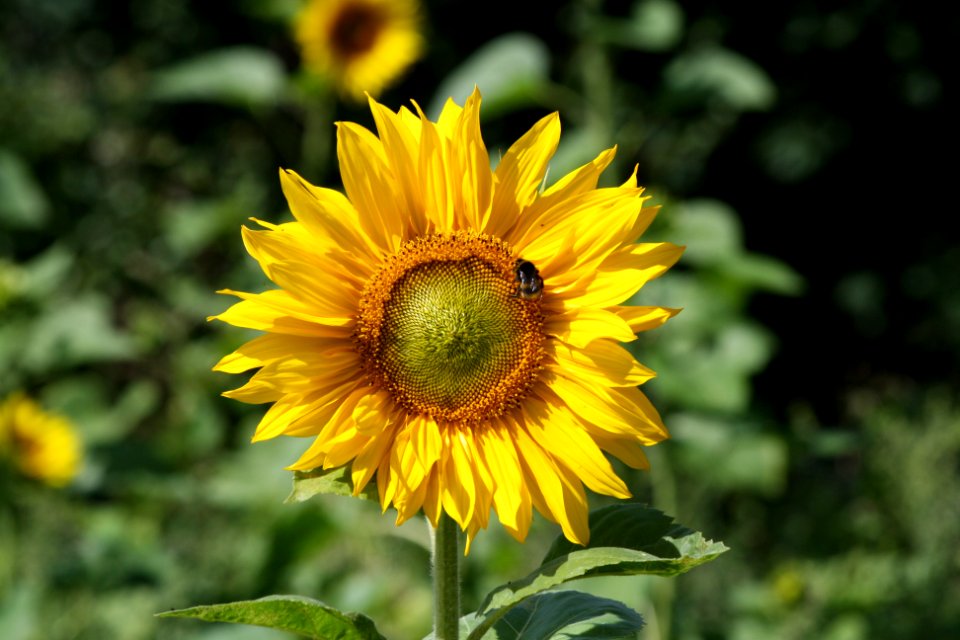 tilt shift lens photography of sunflower