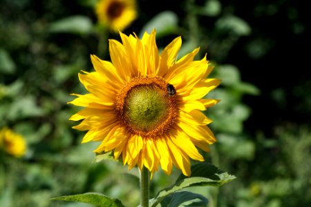 tilt shift lens photography of sunflower photo