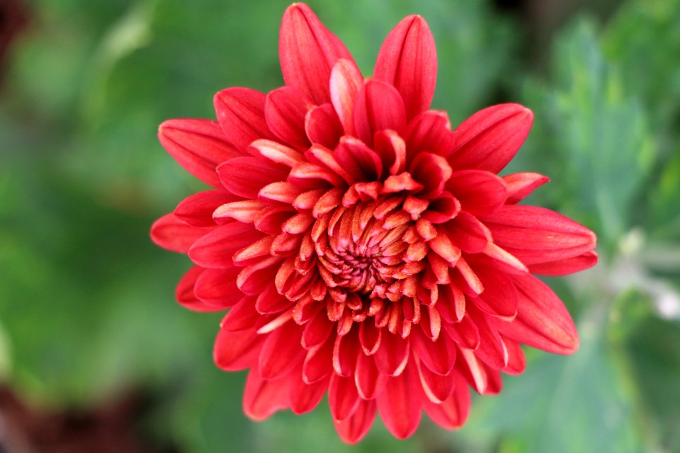 Nature, Flowe, Plant