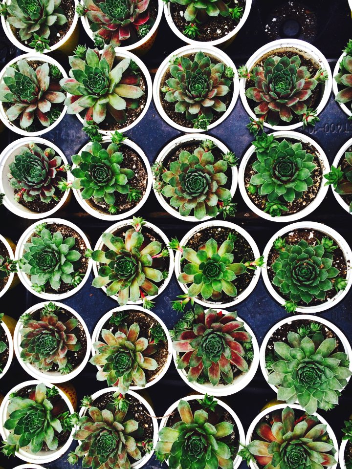 green succulent plant lot on white flowerpots
