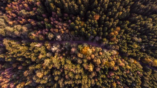 aerial view of green trees photo