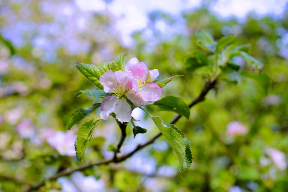 Blossom bloom tender