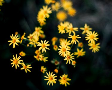 Boone, United states, Wildflowers