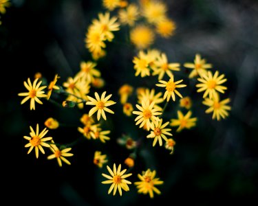 Boone, United states, Wildflowers photo