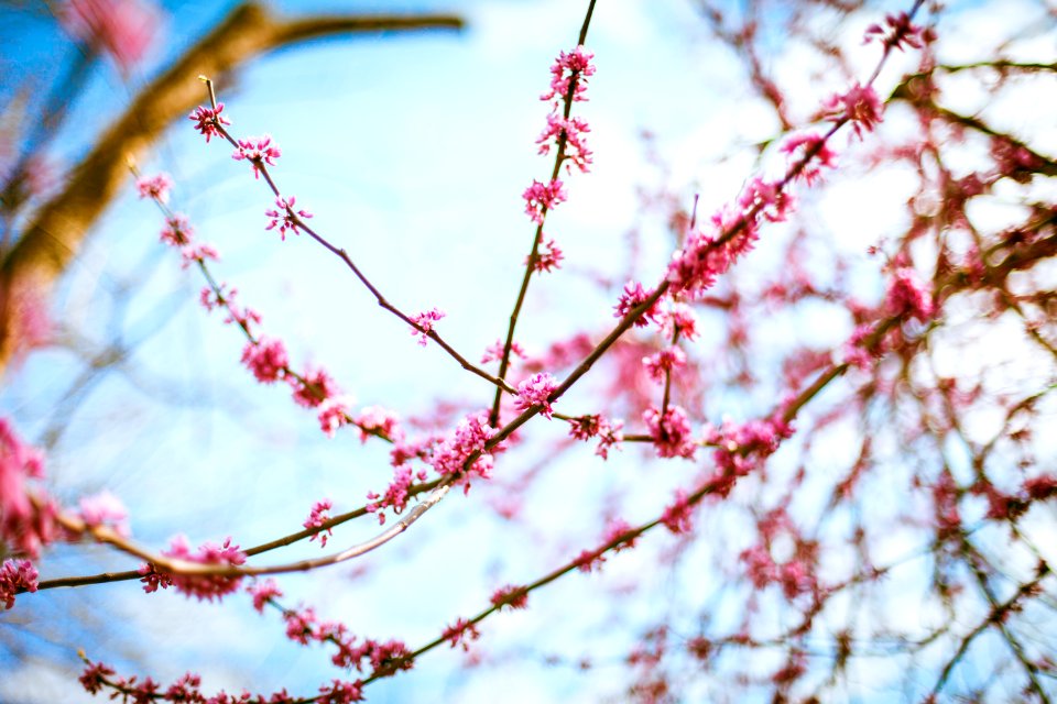 Boone, United states, Spring