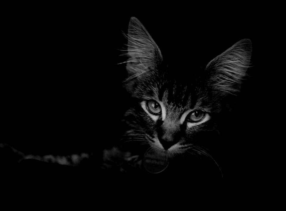 Bozeman, United states, Cat