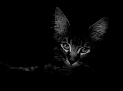 Bozeman, United states, Cat