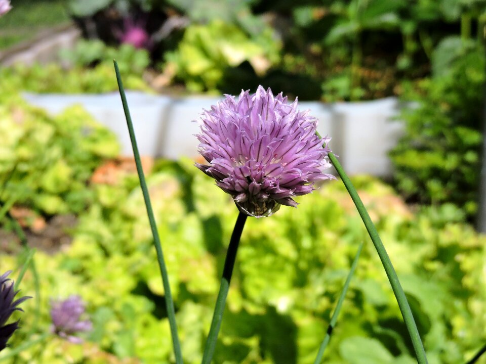 Violet garden chive flowers photo