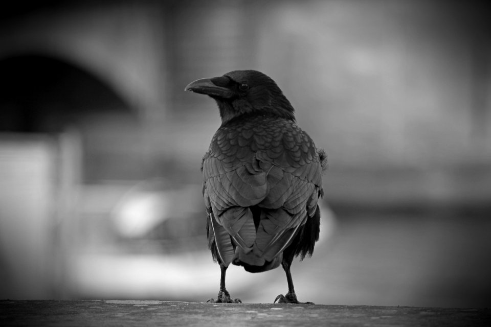 Paris, France, Bird