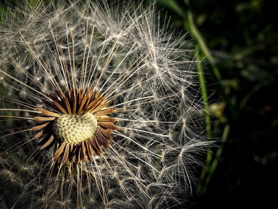 Fluff parachute the cream of the medical