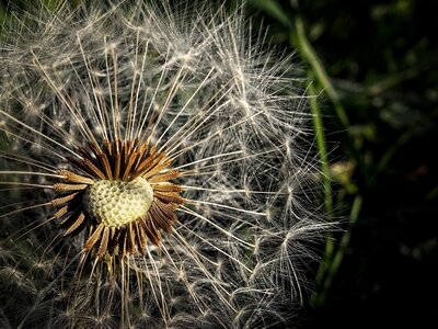 Fluff parachute the cream of the medical