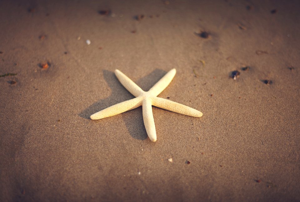 starfish on sand photo