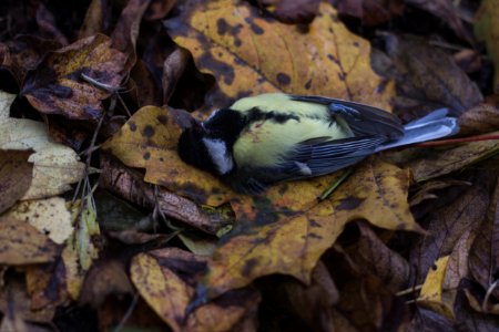 Tit, Moody, Dark photo