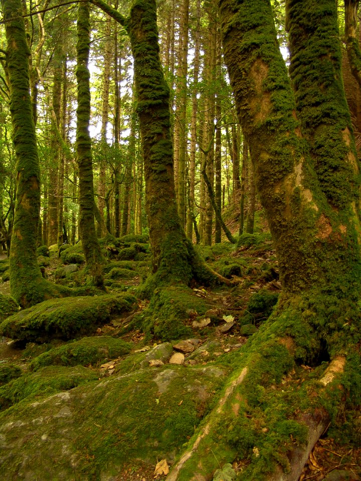 Irel, Tree, Trees