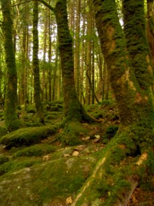 Irel, Tree, Trees