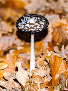 Forest autumn nature
