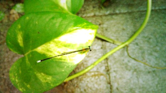 Mangaluru, India, Insects photo