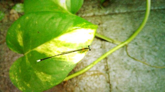 Mangaluru, India, Insects