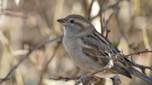 Animals bird sparrow photo