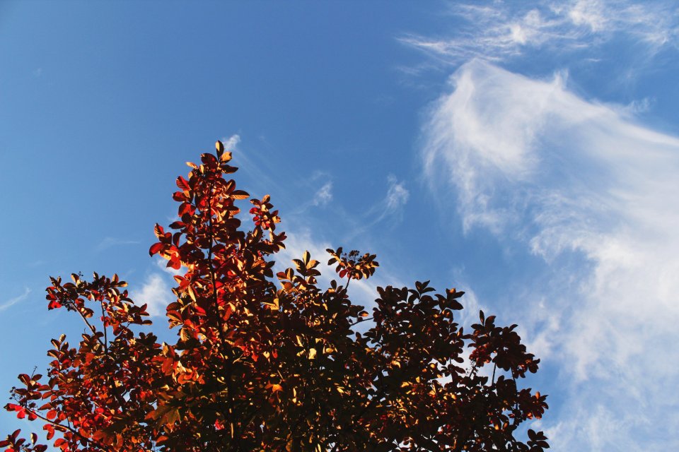 Clouds, Leaves, Autumn