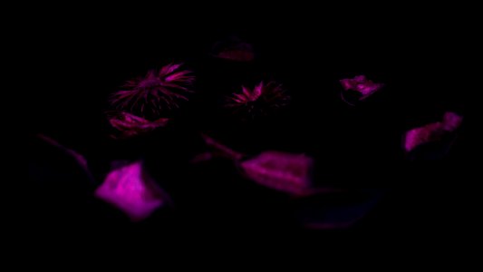 Pink, Purple, Dark