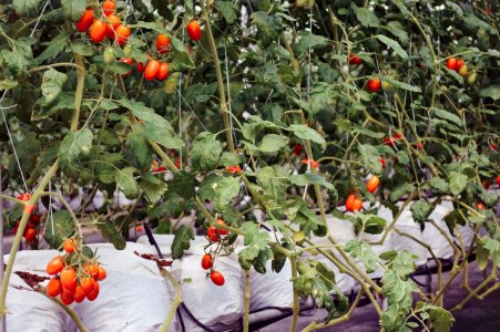 Frame, Tomato, Vegetables