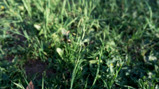 Saltillo, Mexico, Grass