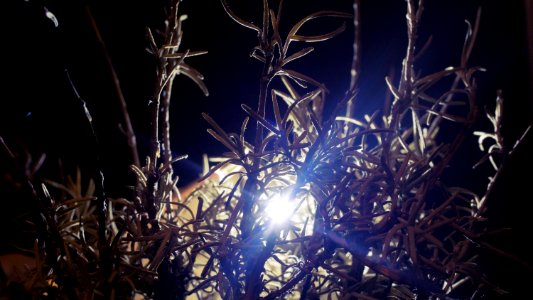 Tree, Dark, Light