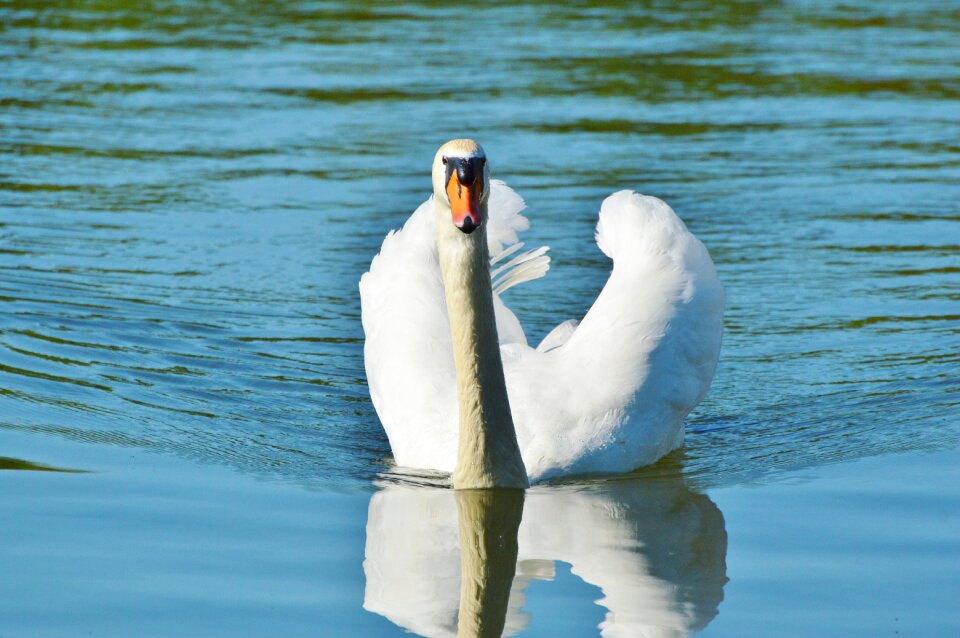 Animal white schwimmvogel