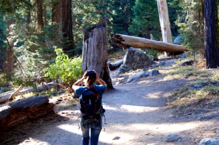 Sequoia national park, United states, Hiker