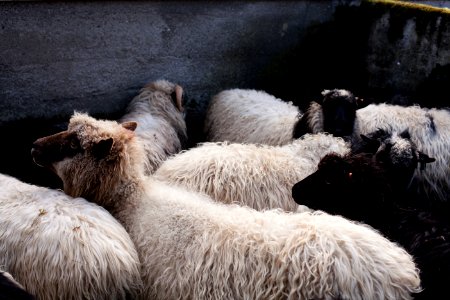 white and black sheeps photo