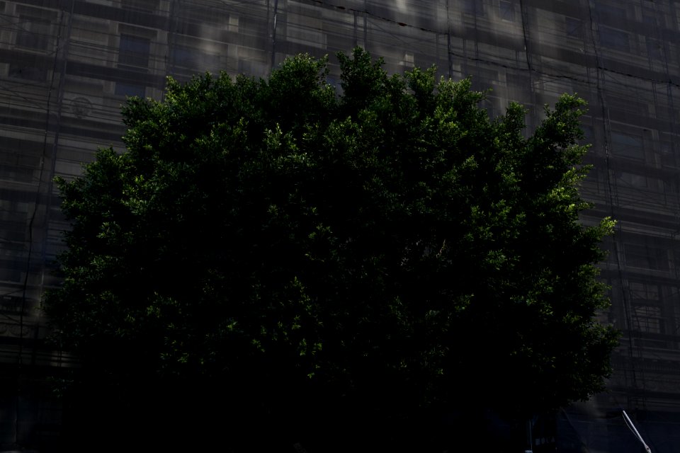 Los angeles, United states, Tree
