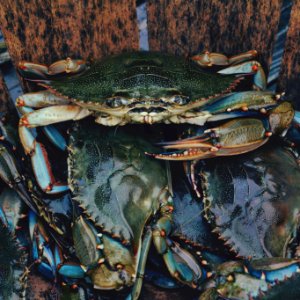 close up photography of crabs photo