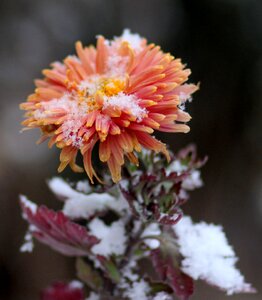 Frozen snow winter