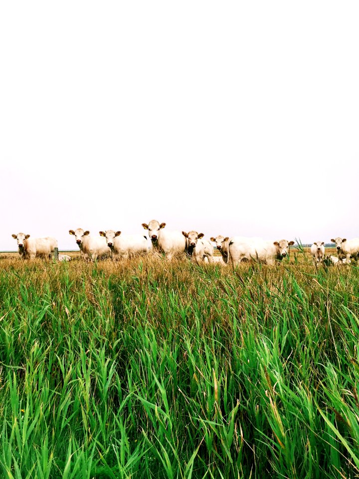 Countryside, Grass, Smile