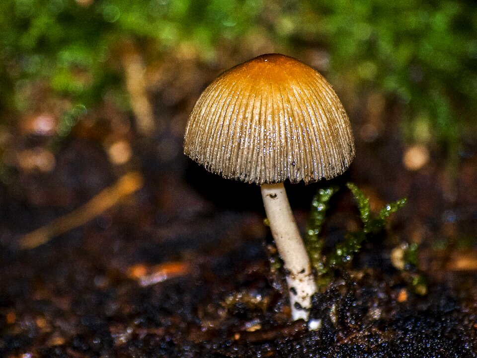 Forest autumn nature