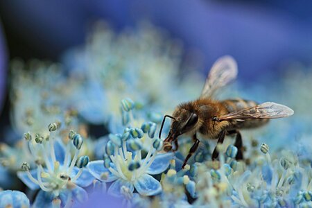 Insect nectar flower