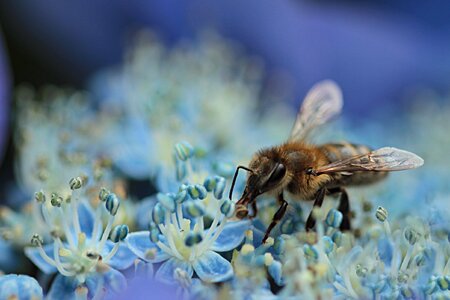 Insect nectar flower photo