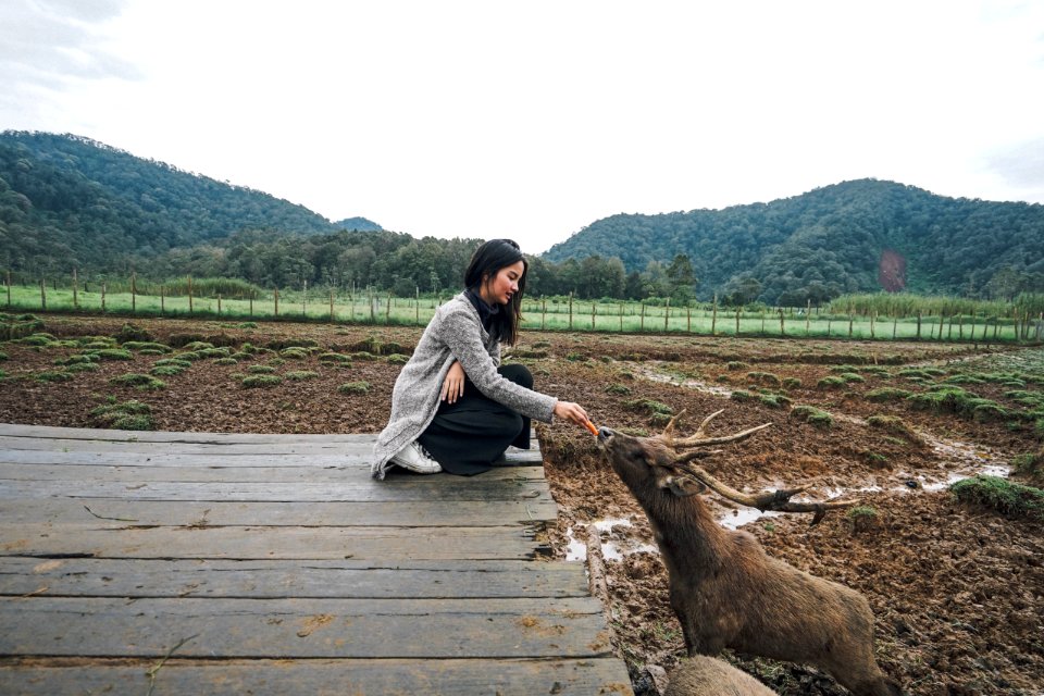 Ranca upas, Indonesia, Feeding