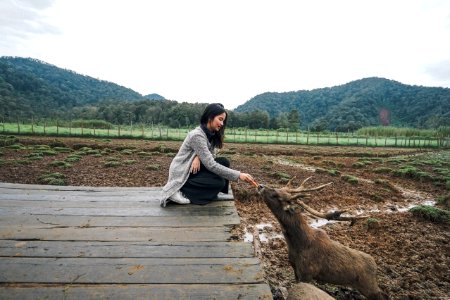 Ranca upas, Indonesia, Feeding