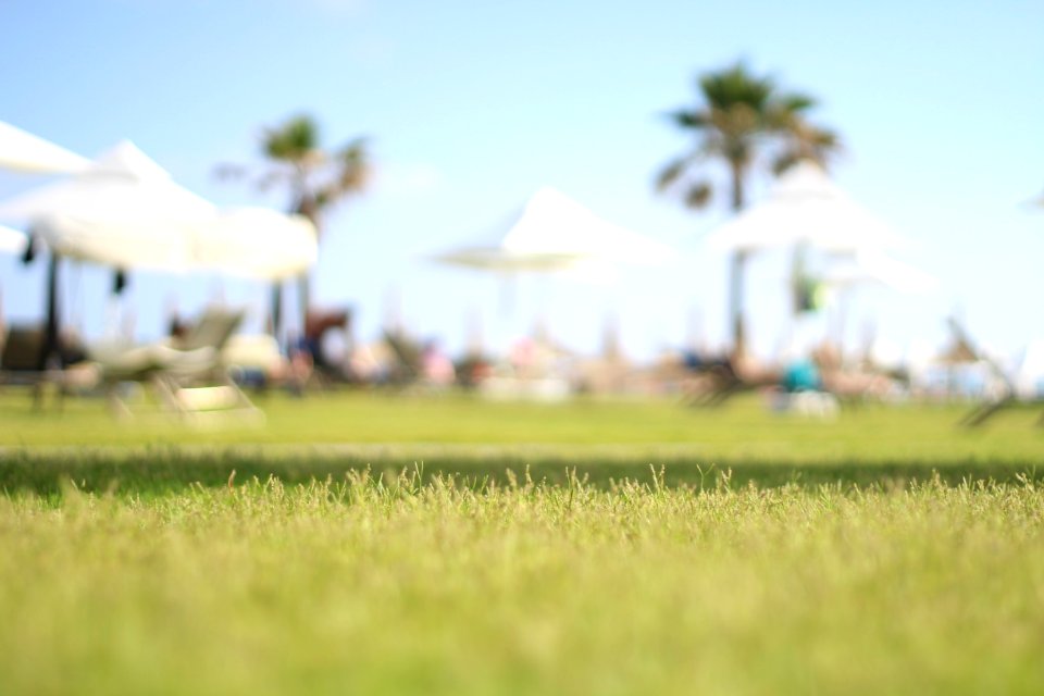 shallow focus photography of green grass photo