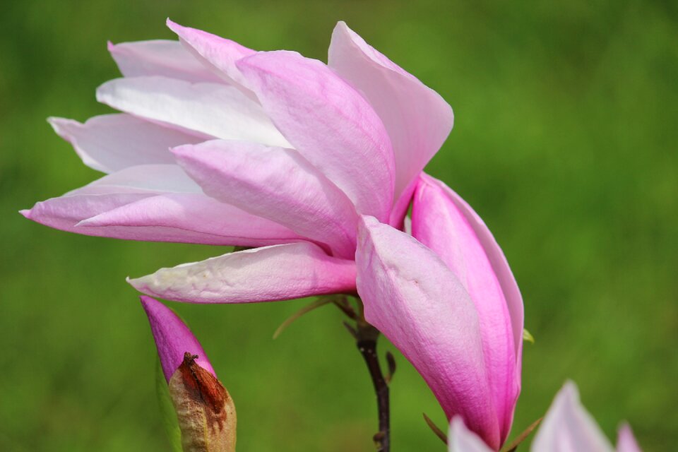 Magnolia blossom bloom photo