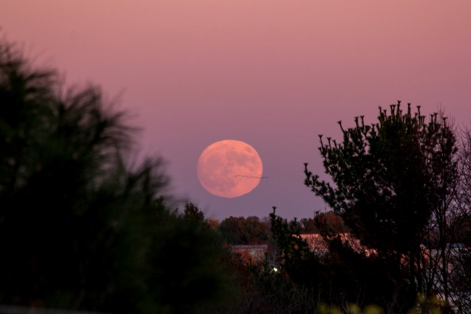 Moonrise, Trees, Geese