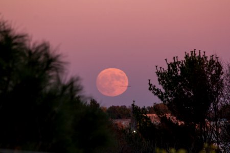 Moonrise, Trees, Geese