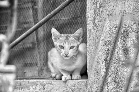 Cat eyes, Hdr image, Hdr background