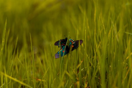 green and black butterfly on green grass photo