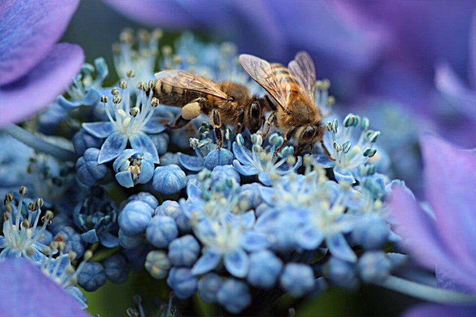 Insect nectar flower